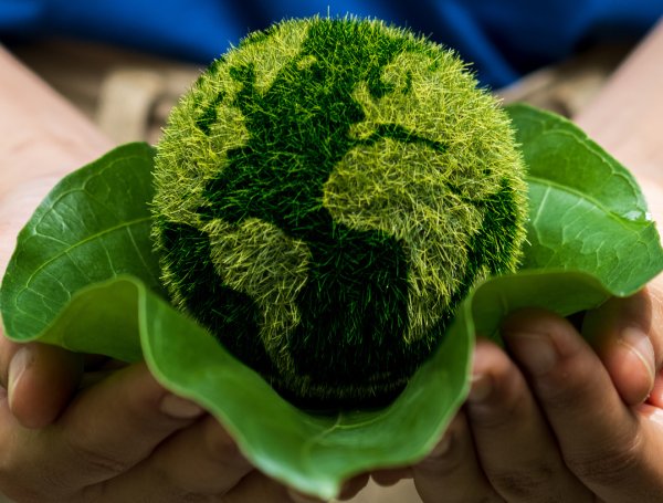 Teaching Kids About Forest Regeneration