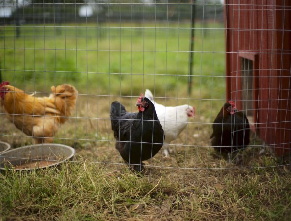 Raising Chickens:&nbsp; A Noteworthy Teaching Success Through Chicken Husbandry